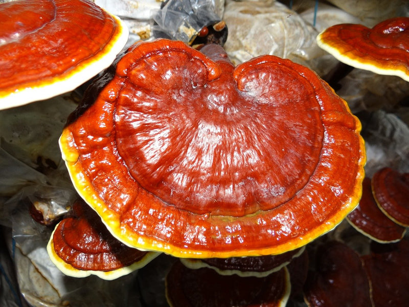 The Benefits Of Medicinal Mushrooms